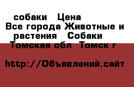 собаки › Цена ­ 2 500 - Все города Животные и растения » Собаки   . Томская обл.,Томск г.